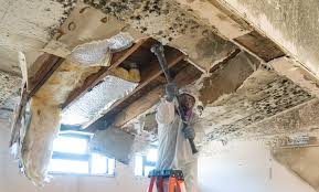 Best Attic Mold Removal  in Brookhaven, PA